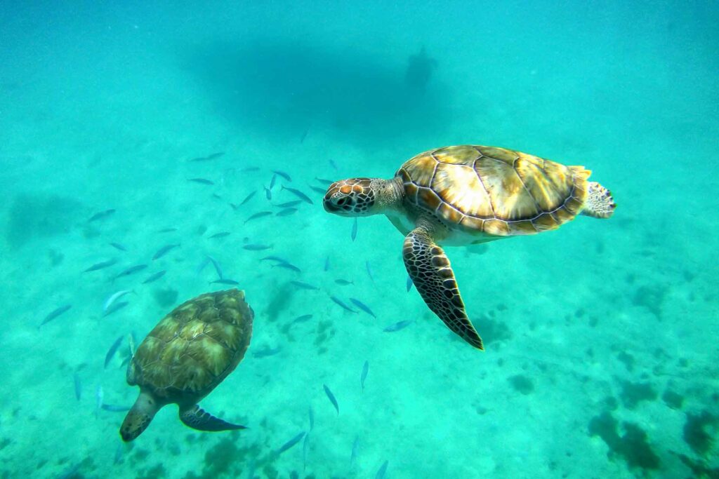 Una de las 4 consecuencias del plástico en el mar es la alteración en la alimentación y la vida de las tortugas y otras especies marinas.