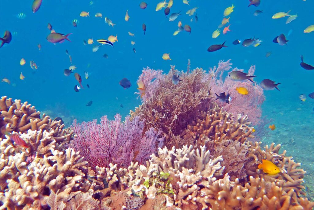 Los arrecifes de coral están en peligro de extinción.