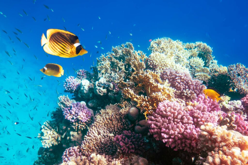 importancia-naturaleza-fauna-flora